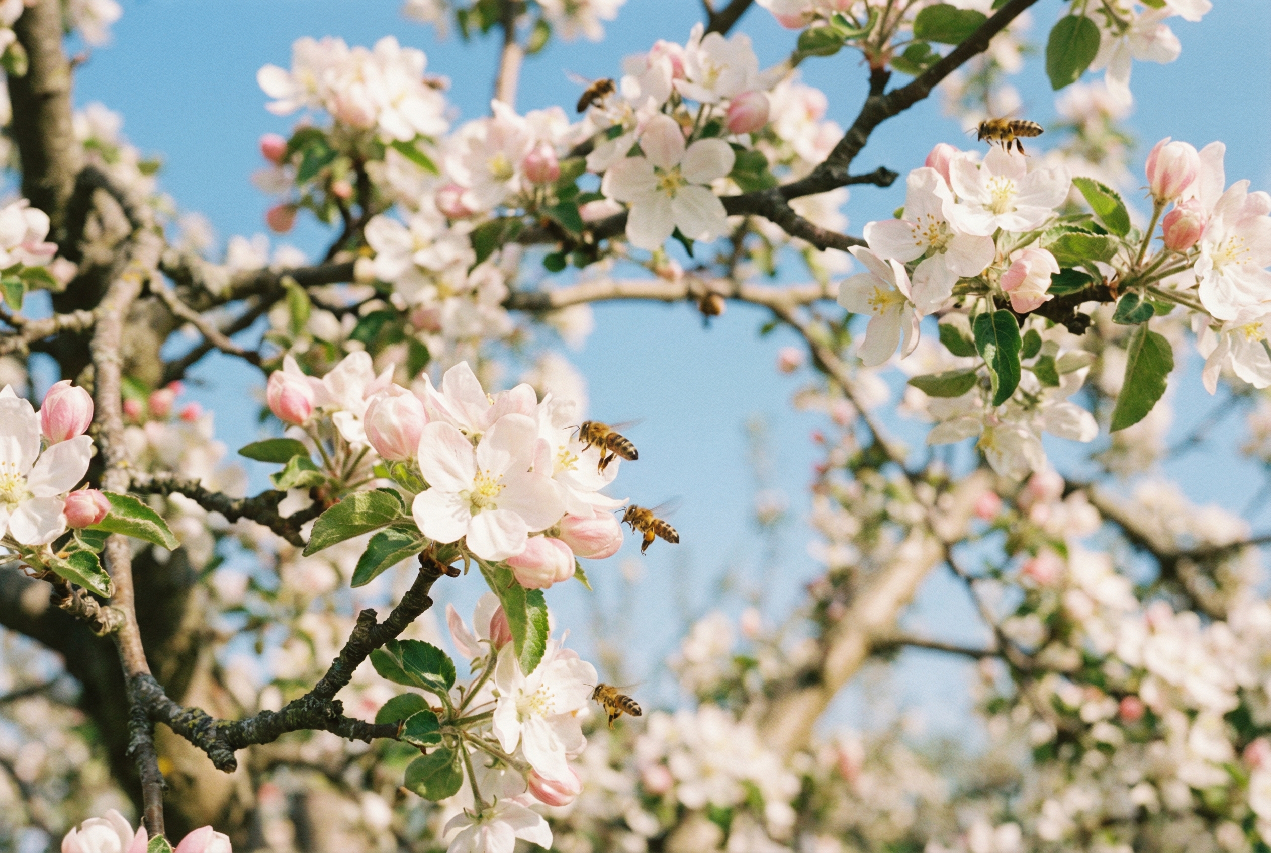 AI-monitored apple blossoms with pollination drones